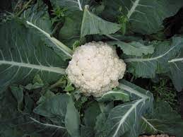 What is the definition of cauliflower? Cauliflower Wiktionary