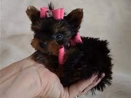 Teacup Yorkie Puppies For Sale In Ohio Zoe Fans Blog Teacup Yorkie Puppy Yorkie Puppy For Sale Yorkie Puppy