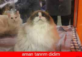 4caps Co Aman Tanrim Didim Kedi Hayvanlar Alemi Hayvanlar