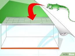 Comment S Occuper D Un Lezard 13 Etapes Wikihow