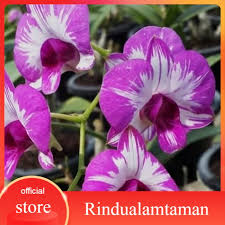 Jenis bunga yang satu ini merupakan tanaman yang mudah ditemui dan sudah cukup familiar. Tanaman Hias Bunga Anggrek Dendrobium Dendrobium Orchid Anggrek Dendrobium Enobi Shopee Indonesia