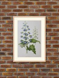 Image result for Coleus thyrsoideus