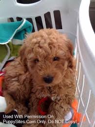 Maybe you would like to learn more about one of these? Pin By T T On Adorable Animals Goldendoodle Cute Dogs Puppy Love