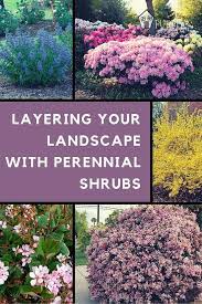 The Most Perfect Perennial Shrubs For Your Garden Perennial Garden Plans Perennial Shrubs Garden Shrubs