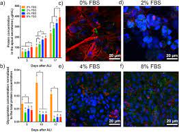 We did not find results for: Long Term Evolution Of The Epithelial Cell Secretome In Preclinical 3d Models Of The Human Bronchial Epithelium Scientific Reports