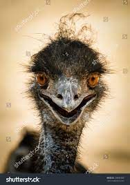 Portrait Smiling Ostrich Foto Stock Editar Agora 238582069