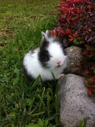 Black And White Holland Lop Bunnies Small Black And White Bunny Cute Bunny Cute Baby Animals Baby Animals Funny