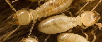 As is the case for all pest control operators, we are licensed by the washington state department of agriculture (wsda). Charleston Sc Formosan Termite Bond Lawsuit Lawyers John S Island