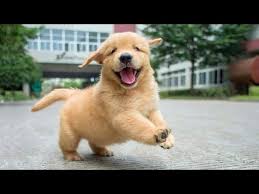 Maybe you would like to learn more about one of these? Growing Up Golden Golden Retriever Puppies Too Cute Youtube