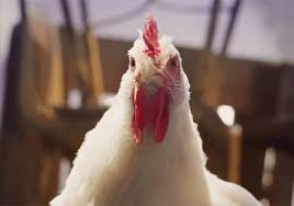 Dans Eden Tavuk Reklami Neden Bu Kadar Tepki Cekti Mayk Sisman Cek Eten Reklam