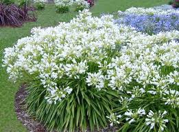 Image result for Agapanthus africanus