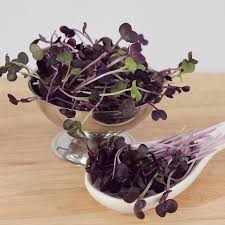 Crimson Radish Microcress Fresh Crisp Peppery What Is Small Red And Whispers A Hoarse Radish Crimsonradi Recipe Of The Day Cress Microgreens