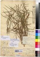 Image result for Panicum nervatum