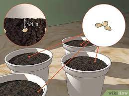 Water, provide sun, and keep them warm—you can place the seeds near a heating pad if necessary. How To Start Pepper Seeds 10 Steps With Pictures Wikihow