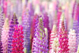 Interesting Facts About Lupins Just Fun Facts