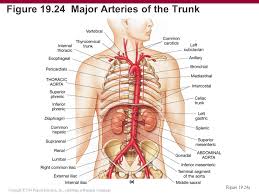 Label the terms on the figure. 21 Blood Vessels And Circulation C H A P T E R Ppt Video Online Download