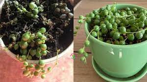 String of pearls, or senecio rowleyanus, is a trailing succulent plant. How To Make A String Of Pearls Fuller 6 Easy Ways Garden For Indoor