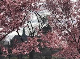 We did not find results for: Newark S Blooming Cherry Blossom Trees Plant Hope In Midst Of Coronavirus Crisis Newark Nj News Tapinto