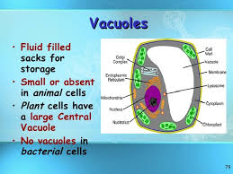 Check spelling or type a new query. Vacuole Structure