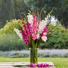 Image result for Gladiolus decoratus