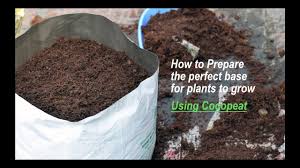 Growing cannabis in soil alone offers good results, but soil amendments such as peat moss and coco coir can make good results great. Terrace Gardening How To Prepare The Coco Peat Base For Plants To Grow Well Youtube