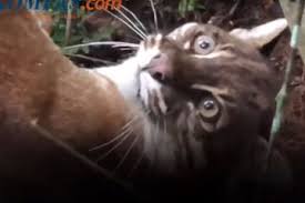 Kebaikan anda memberikan manfaat besar kepada orang lain. Mimpi Melihat Kucing Emas Kucing Hitam Adalah Lambang Dari Ketakutan Dan Rasa Tidak Percaya Dari Sang Pemimpi Terhadap Kemampuan Psikis Dan Intuisi Yang Dimilikinya