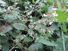 Image result for Isodon ramosissimus