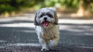 Look how cute the shih tzu puppies look when they still have short hair. Curly Haired Shih Tzu Online
