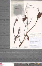 Image result for Staudtia