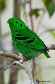 Malay and indonesian languages are two almost similar and are often confused at the same. Green Broadbill Vogel Als Haustiere Schone Vogel Bunte Vogel