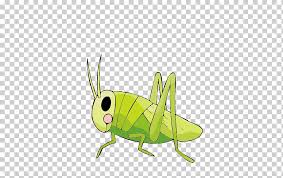 Como dibujar un grillo para niños. Langosta Del Grillo De Dibujo De Insectos Saltamontes Insectos Fauna Dibujos Animados Png Klipartz