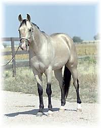 Everything else is a variation on these four colors.or the absence of color.giving you white. 35 Horses With The Most Beautiful And Unique Colors They Re Like None You Ve Seen Before Horses Quarter Horse Stallion Quarter Horse