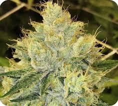 Gorilla Glue 4 Gg4 Autoflowering Feminized Whitewidow Seed Bank