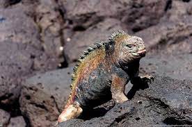 Timeline Photos Finding The Universe Facebook Interesting Animals Galapagos Baby Sea Lion