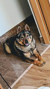 Maybe you would like to learn more about one of these? Viel Wow Shiba German Shepherd Mix Album On Imgur