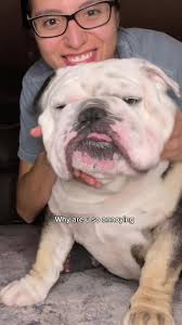 Bro’s so squishy I can’t help it 😭🧿 #englishbulldog #bulldog  #bulldogsoftiktok #dog #dogsoftiktok #dogs #doglover #cute #cutedog  #cutebaby #baby #babyboy #love #dogmom #cuddles #cuddlebuddy #squishy ...