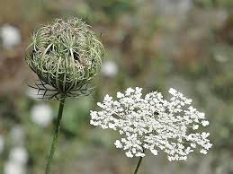 Image result for Daucus carota