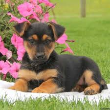 Choosing a puppy is a huge commitment. Miniature German Shepherd Puppies For Sale Greenfield Puppies