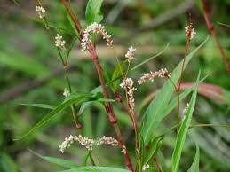 Image result for Persicaria lapathifolia