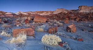 The petrified forest includes many shapes and sizes of wood, from large logs to stumps to the smallest remains of plants. Camping World S Guide To Rving Petrified Forest National Park Camping World