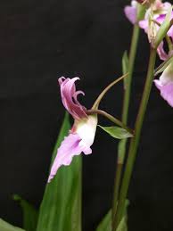 Image result for Eulophia guineensis