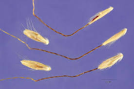 Image result for Dichanthium annulatum