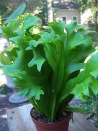 Image result for Microsorum punctatum