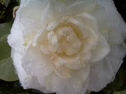 Pin By 360 Sod On Camellia Coconut Flakes Spices Food
