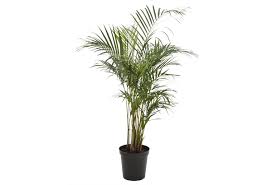 Image result for Dypsis
