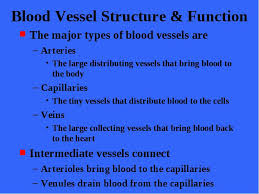 The Cardiovascular System Blood Vessels Chapter 19