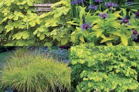 Lime green plants for pots. Chartreuse Foliage Makes A Splash Finegardening