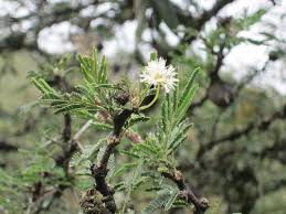 Image result for Acacia kamerunensis