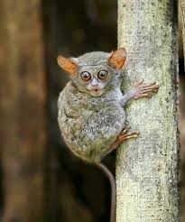 Tree Whistler Gif Cute Animals Animals Beautiful Animals