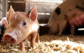 Swine Gestation Calculator Gestation Calculator Com